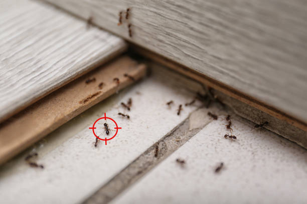 Best Best Pest Control Companies  in Weston Mills, NY