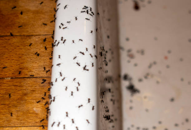 Best Pest Prevention Services  in Weston Mills, NY
